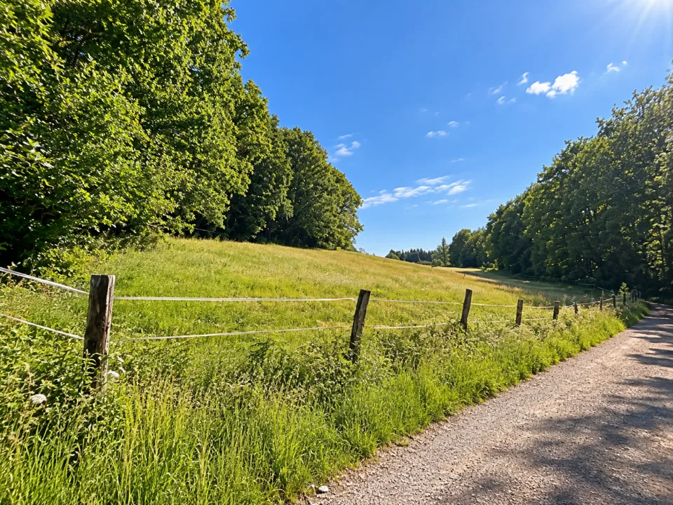 Weiden