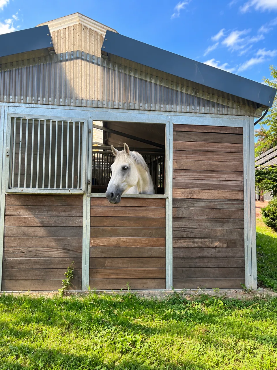 Horse